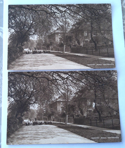 Tenterden sheep being driven - being,