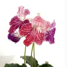 Streptocarpus