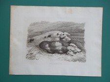 TWO PIGS Sleeping - 1810