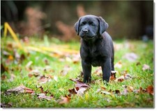 Doodlecards Birthday Card Black Labrador Puppy