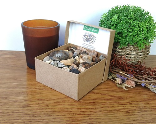Authentic fossil box - authentic, box: