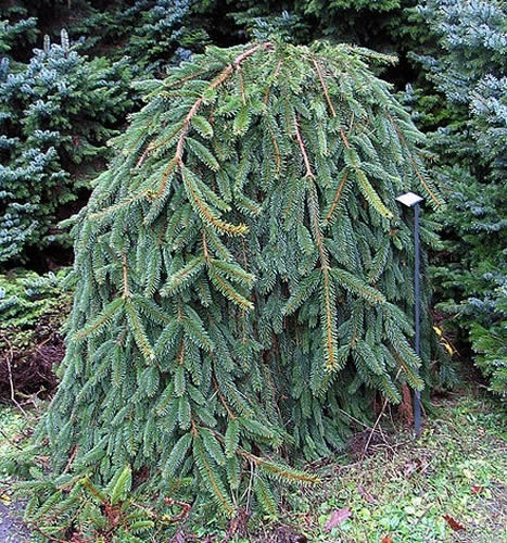 Picea abies inversa grafted - ,