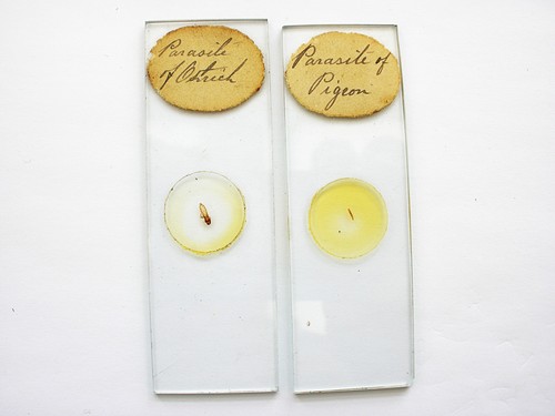 Antique microscope slides - 2,