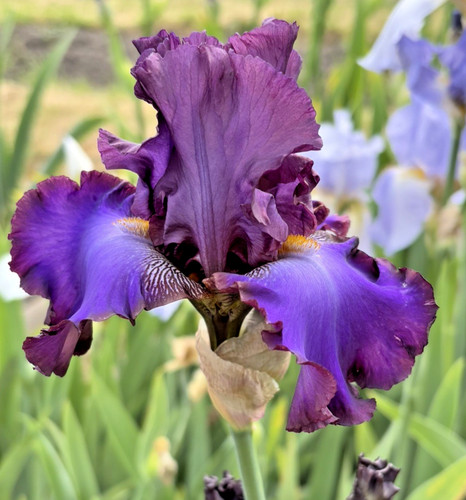 Bearded iris germanica - iris,