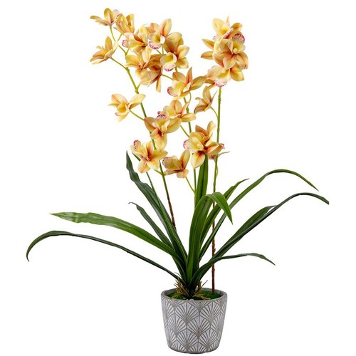 Forever flowerz cymbidium - forever,