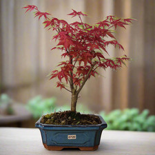Japanese Maple (Acer) Bonsai