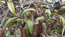 NEPENTHES GRACILIS - CARNIVOROUS PLANT, 10 SEEDS