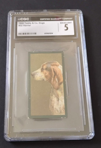 1900 taddy dogs 32 - taddy, &