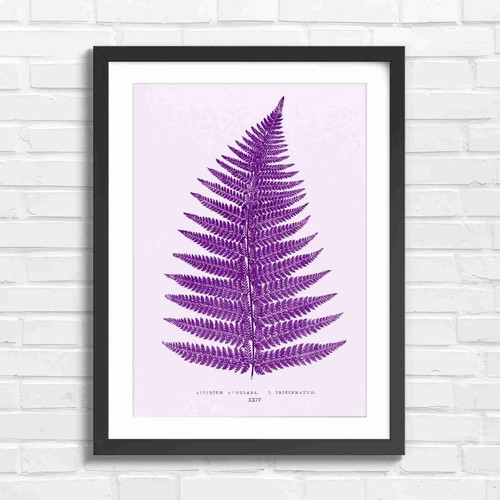 Botanical fern leaf - botanical,
