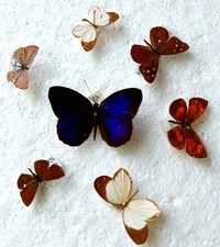 Butterfly Collection Set x7 (A2) Vintage Old Specimens *Read Quality* *Nice*.