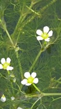 LARGE BUNCHES WATER CROWFOOT UK NATIVE POND OXYGENATING POND WEED WITH WEIGHTS