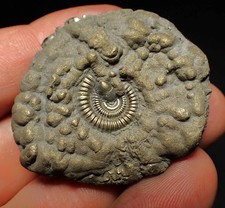 Crucilobiceras pyrite ammonite