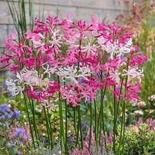 4 x Nerine Pink and White