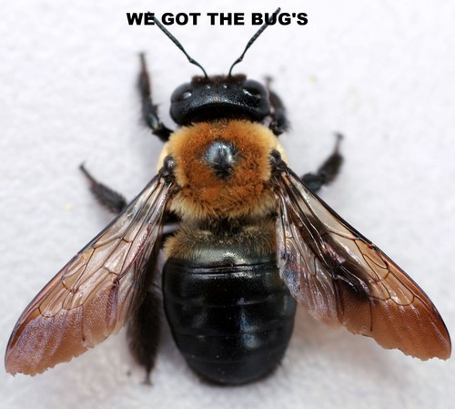 Real carpenter bee dryed - 4,
