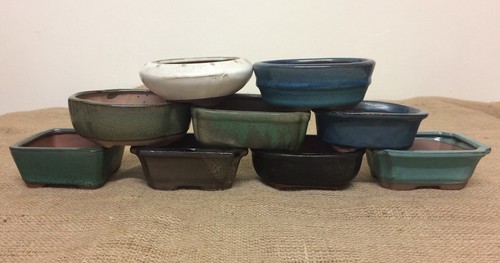 12cm mixed bonsai - 12cm, pots