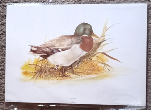 Print mallard joel - -, kirk