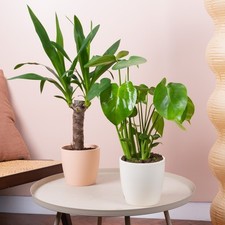 Botanical Beauty House Plant