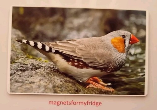 Zebra finch bird fridge - zebra,