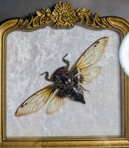 Real handmade taxidermy cicada - real,