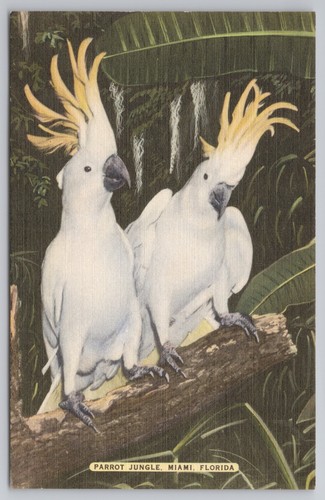 Sulphur crested cockatoos - sulphur-crested,