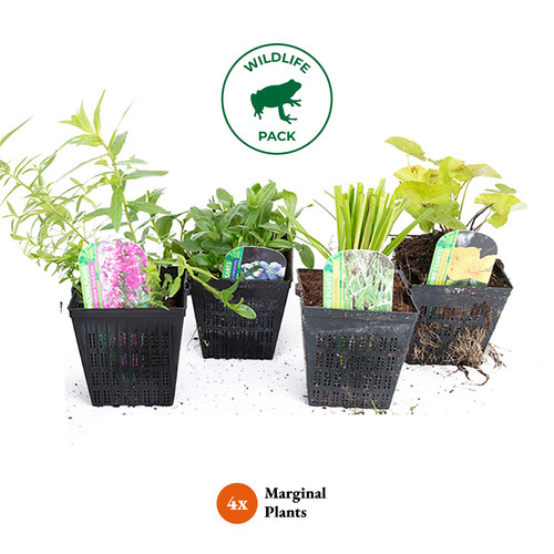 Marginal pond plant - marginal, 4