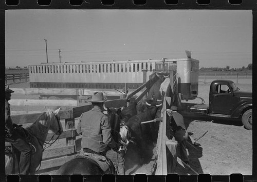 Brawley california 1942 - 1942, cattle