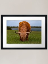 Scottish highland cow - scottish,