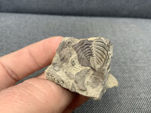 Silurian seabed fossil - silurian,