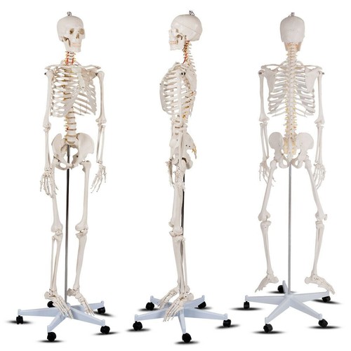 180cm life size - 180cm,