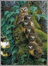 Family Tree 1007 Chart Counted