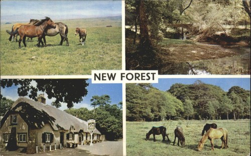 Vintage new forest - forest, postcard