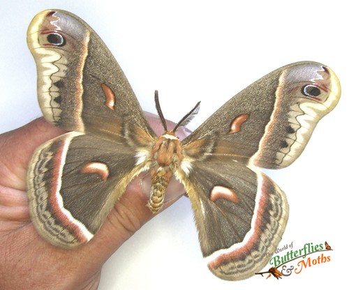 Hyalophora cecropia robin moth - hyalophora,