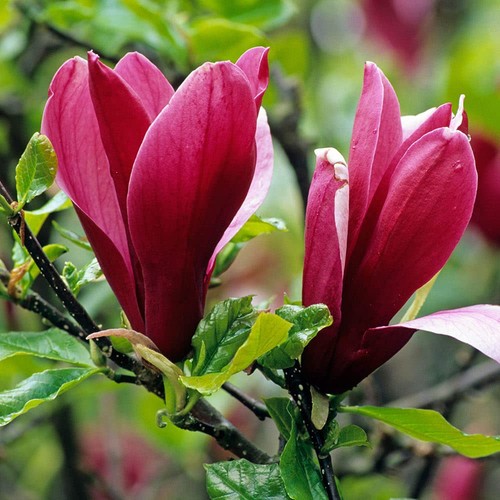 Magnolia liliiflora nigra - liliiflora,