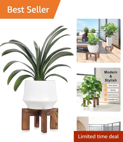 Sturdy indoor outdoor - sturdy, plant