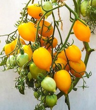 TOMATO 10 LEMON TREE VINE YELLOW HEIRLOOM NO GMO