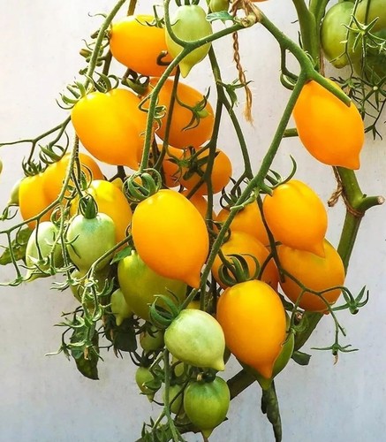 Tomato lemon tree - tomato, 10