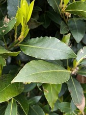 Bay Leaves, Picked Fresh, Homegrown Organic Herbs. Free Postage.