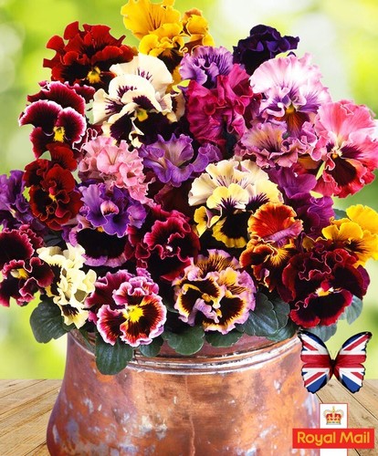 Pansy can 25 seeds - ~25,