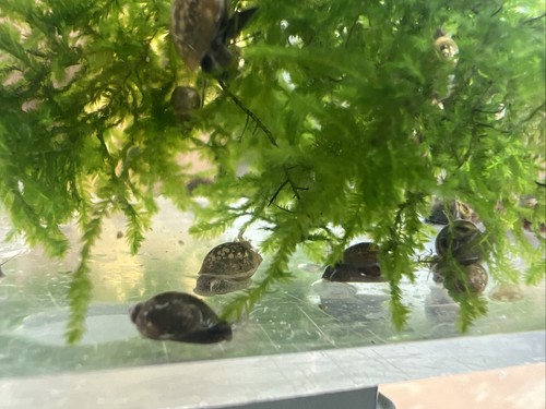 Pond bladder snails - pond,,