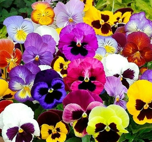 400 seeds viola - 400, swiss