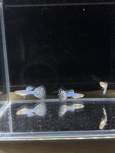 Pair live guppy fish - live,