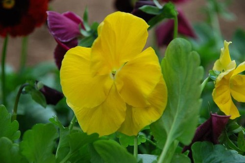 Pansy swiss giant - pansy, coronation