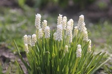 20 Muscari SIBERIAN TIGER Bulbs White Flowering Grape Hyacinth For Spring Garden