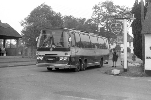 Photo whippet bedford - whippet, val
