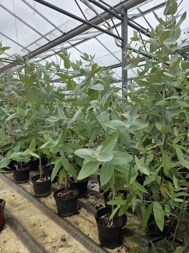 Hardy eucalyptus blue gum 120 - eucalyptus,