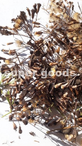 100pc seeds mexican - 25/50/100pc,