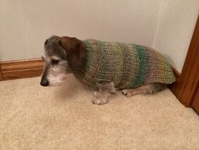 Miniature Dachshund Dog Jumper