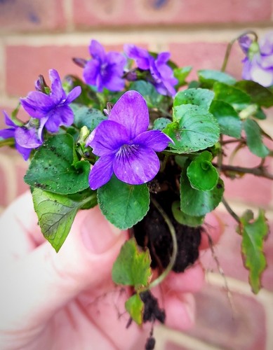 Sweet violet viola - viola, oderata