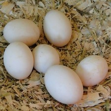 6  Duck Eggs