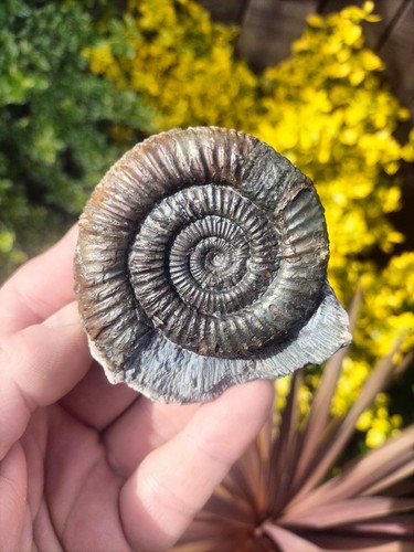 Large dactylioceras - dactylioceras, sp